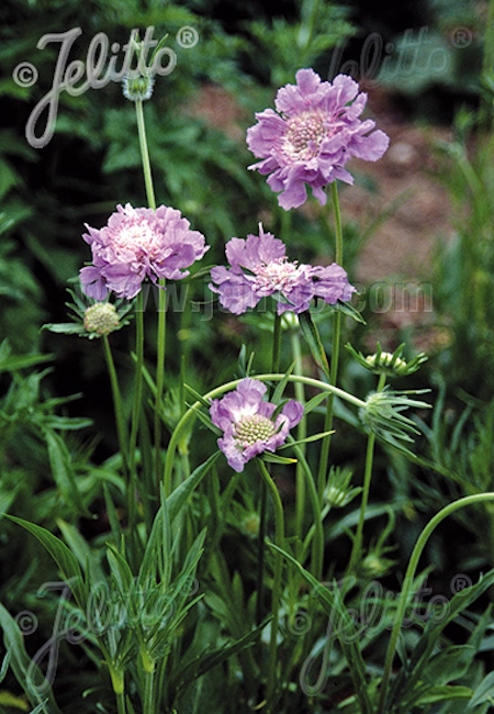 Scabiosa caucasica 'Perfecta',  kaukasiantörmäkukka